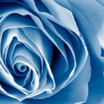 blue-rose_2