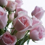 pink-rose_2