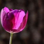 purple-tulip