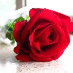 red-rose_2