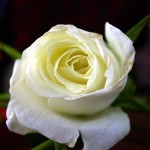 white-rose_2