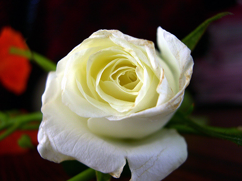 white-rose_2
