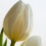 white-tulip