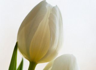 white-tulip