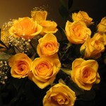 yellow-rose_2