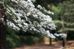 ハナミズキの花（白）