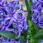 blue-hyacinth