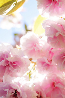 cherry-blossom-double-cherry-blossoms