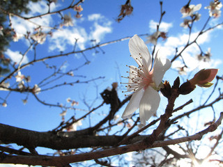cherry-blossom-fuyuzakura