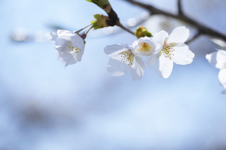 cherry-blossom-someiyoshino