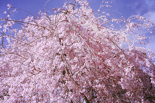 cherry-blossom-weeping-cherry