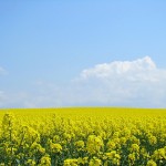 field-mustard