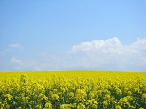 field-mustard