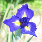 iris-kakitsubata