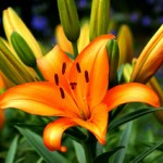 orange-lily