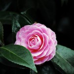 pink-camellia