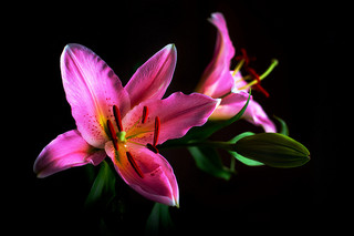 pink-lily