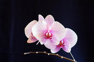 pink-phalaenopsis