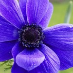 purple-anemone