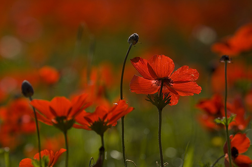 red-anemone