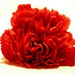 red-carnation