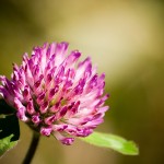 red-clover