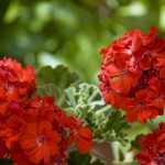 red-geranium