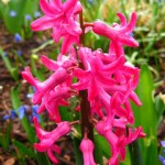 red-hyacinth