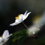 white-anemone