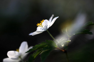 white-anemone