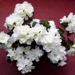 white-azalea