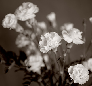 white-carnation