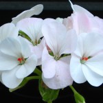 white-geranium
