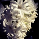 white-hyacinth