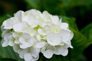 white-hydrangea