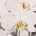 white-phalaenopsis