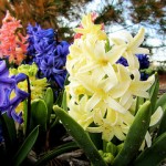 yellow-hyacinth