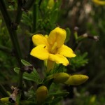 yellow-jasmine