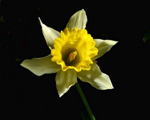 yellow-narcissus
