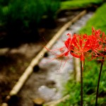 red-spider-lily
