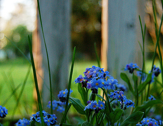 青いワスレナグサの花