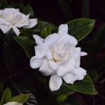 cape-jasmine