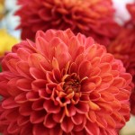 chrysanthemum-red