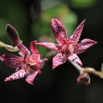 Toad lily-01