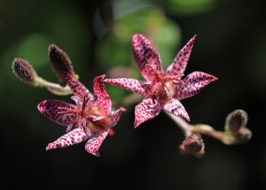 Toad lily-01