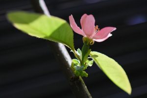 Chinese quince-01