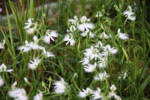 White egret flower-01