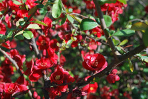 Japanese quince-01